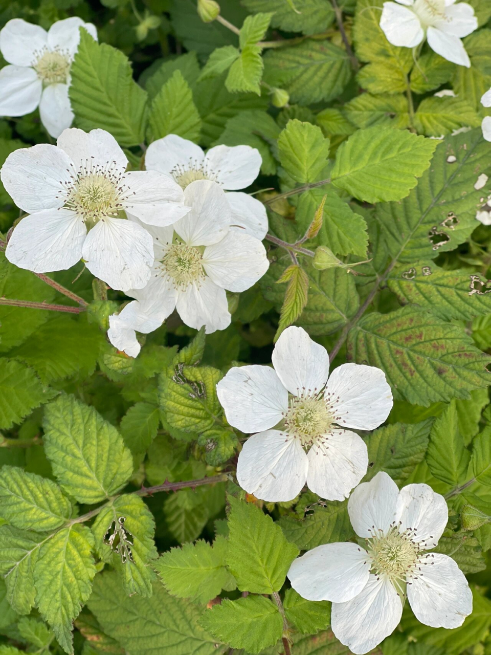 野树莓花