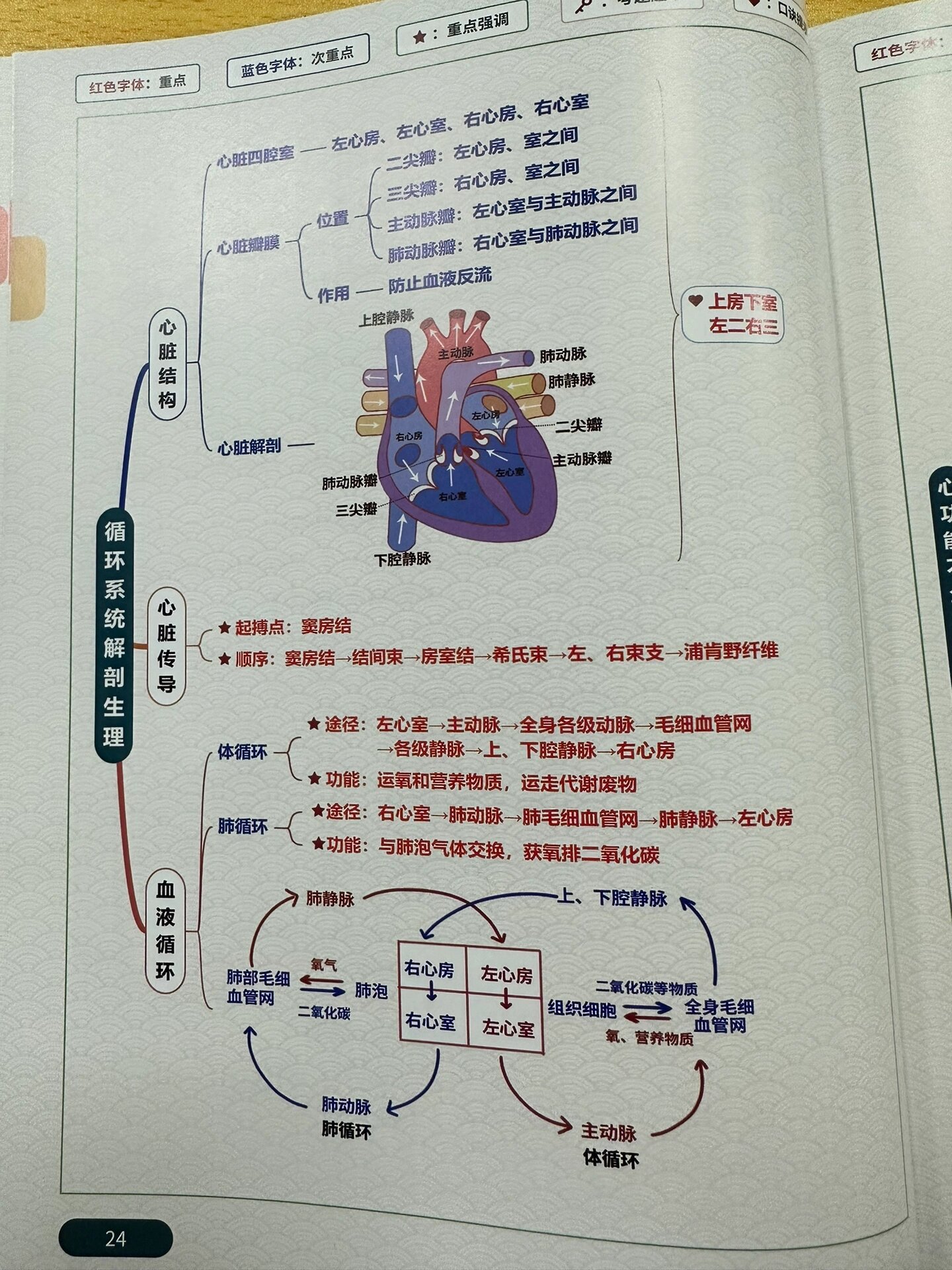 八大循环系统思维导图图片