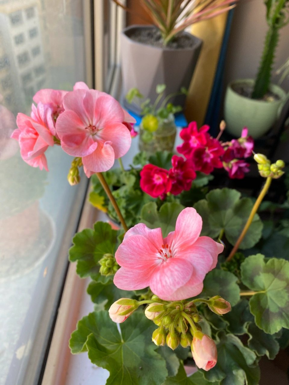 漂亮又好养的"臭绣球" 看到盛开的花,心情就会变好.