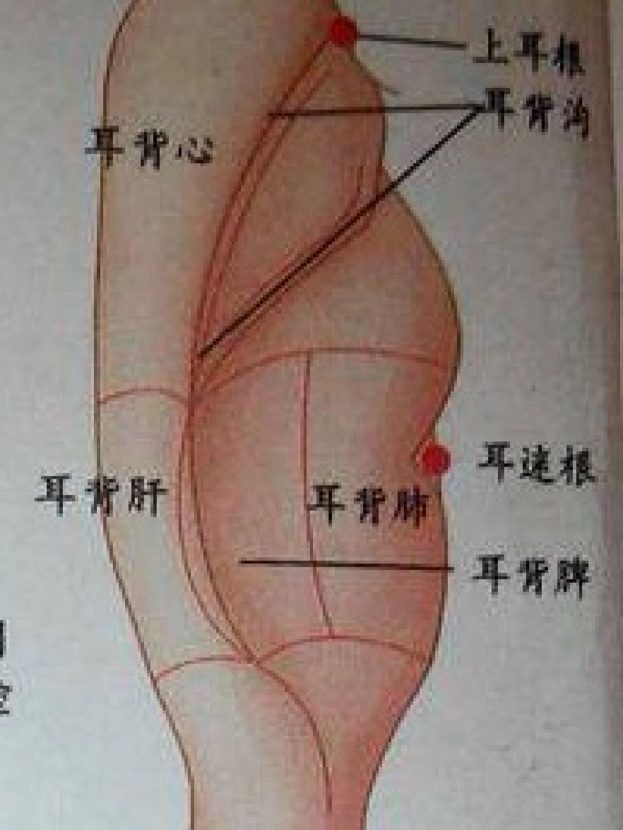 耳背上的五脏位置 耳背上的降压沟  耳背上的五脏位置 降压沟 耳背沟