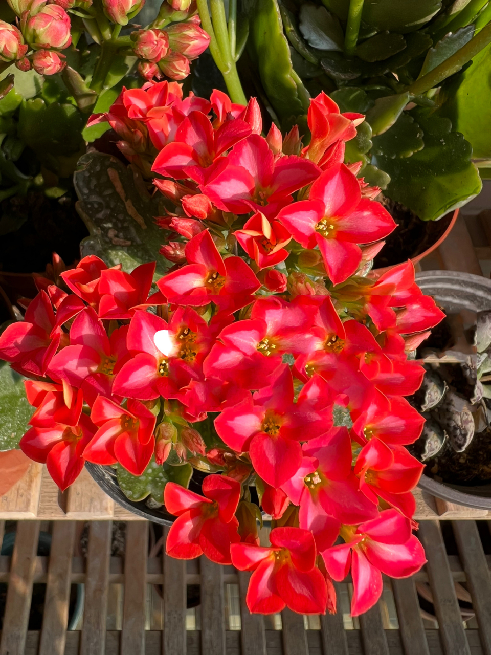 长寿花—美丽心情 初开有点粉嫩,由于最近太阳太好,被晒成了红色