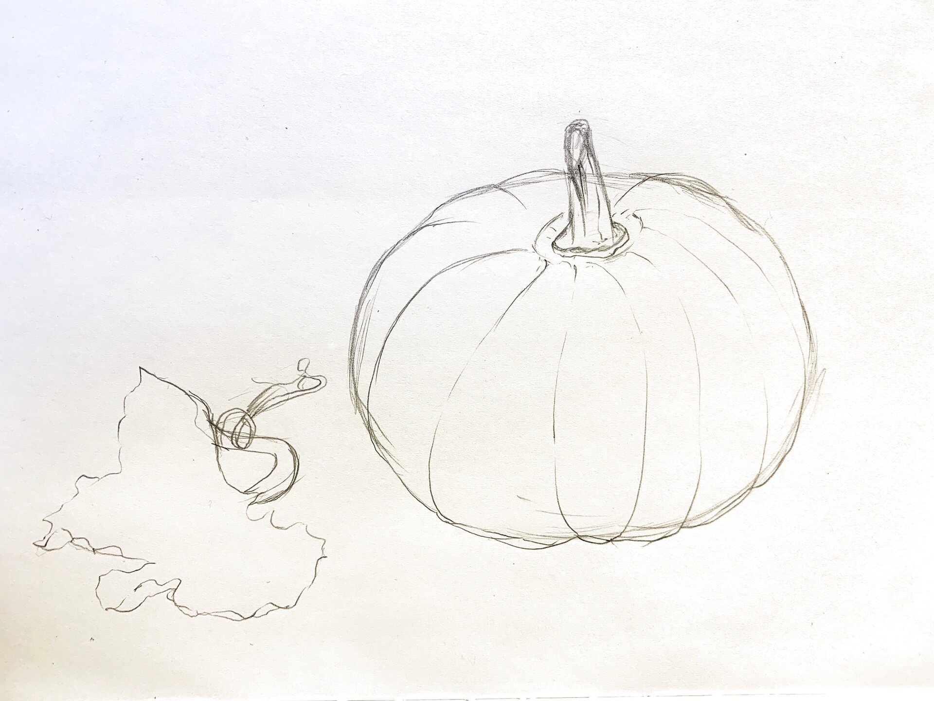 美术线描写生-南瓜