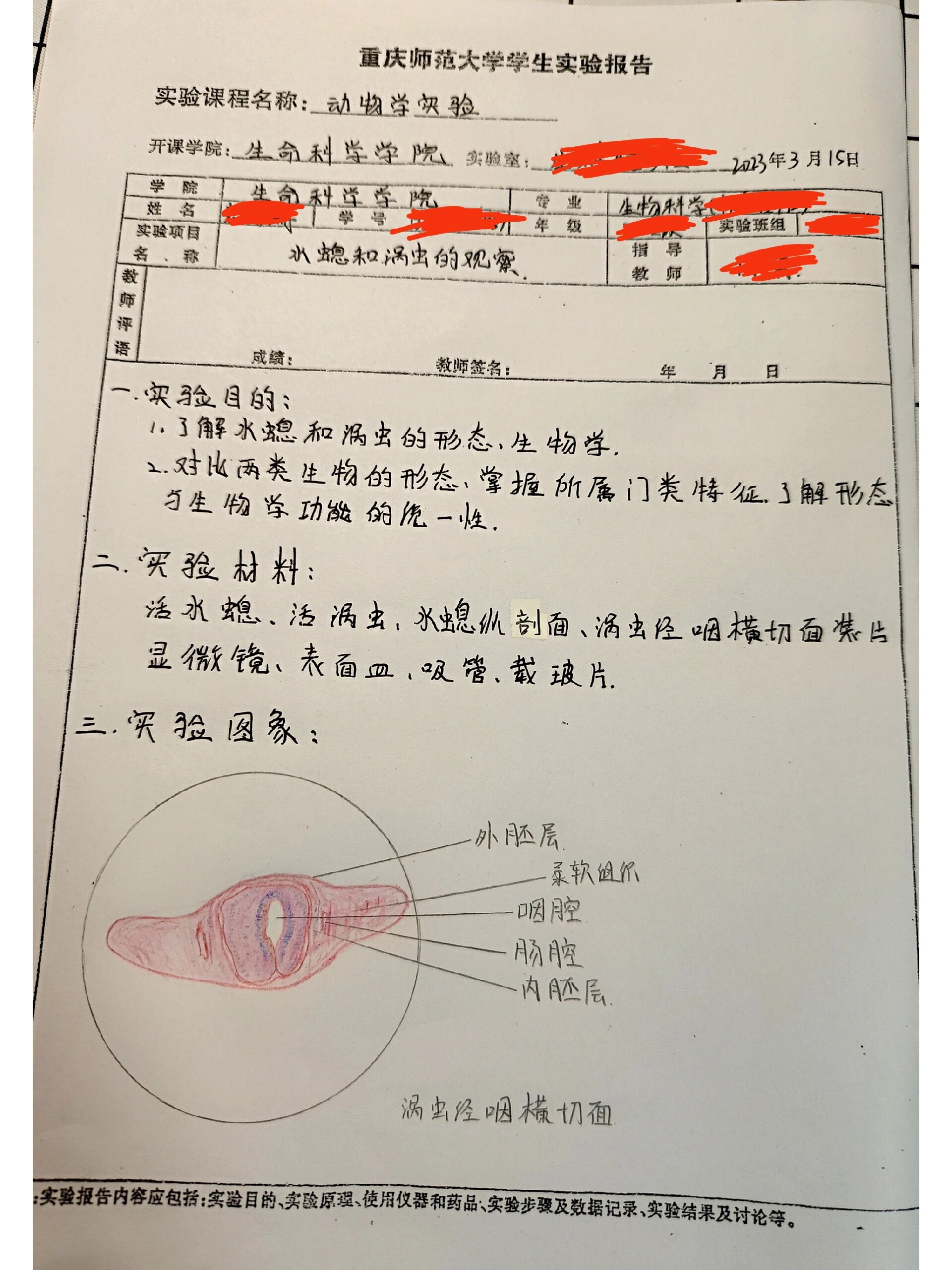 涡虫横切图 实验报告图片