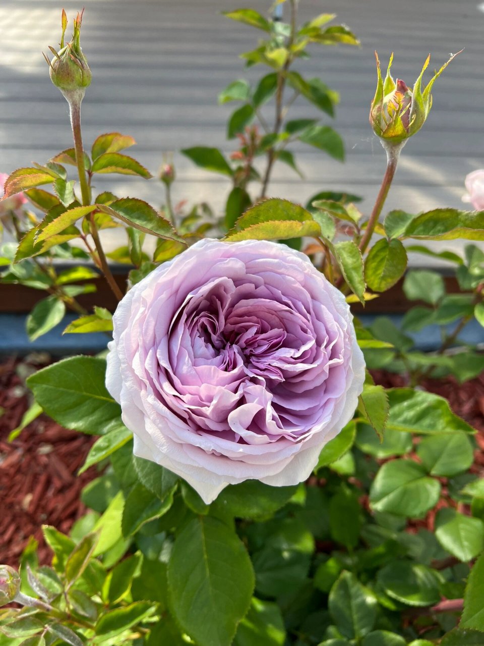 荣耀月季初开好美呀 这棵荣耀月季是去年秋天种的小苗,今年入春后涨势