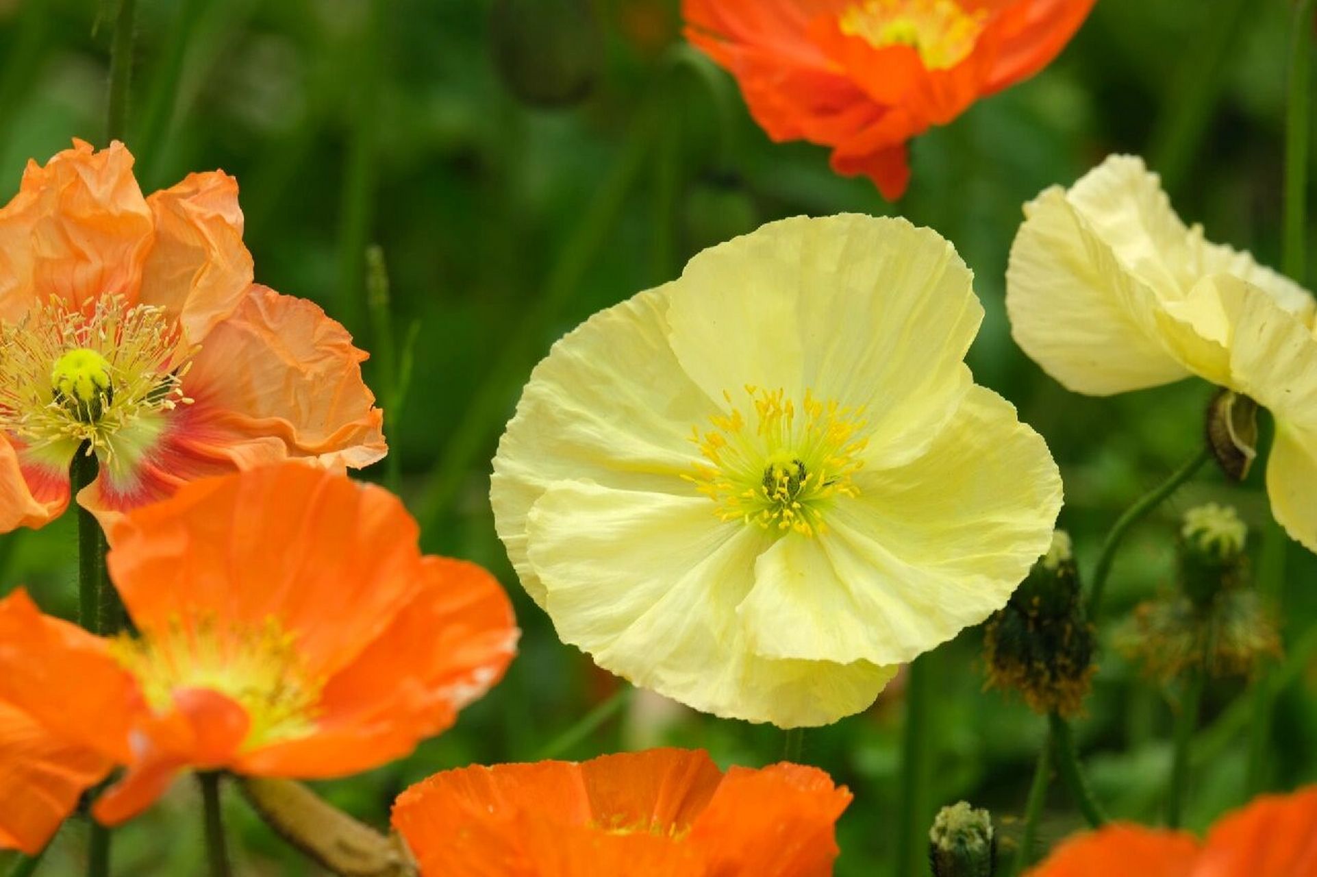 野罂粟花 俗称冰岛罂粟或冰岛虞美人,因为人类的培育而有了从白色到