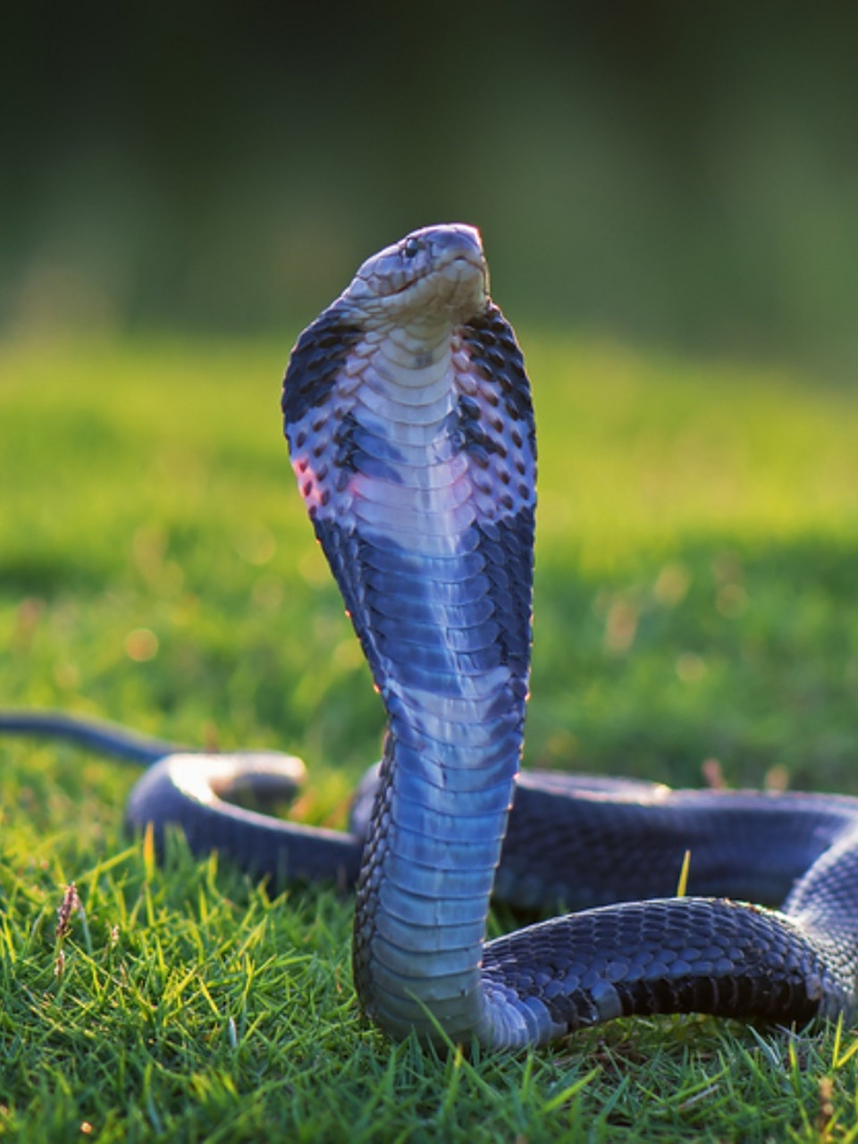 眼镜蛇图片 97眼镜蛇,是一种令人敬畏的毒蛇02.