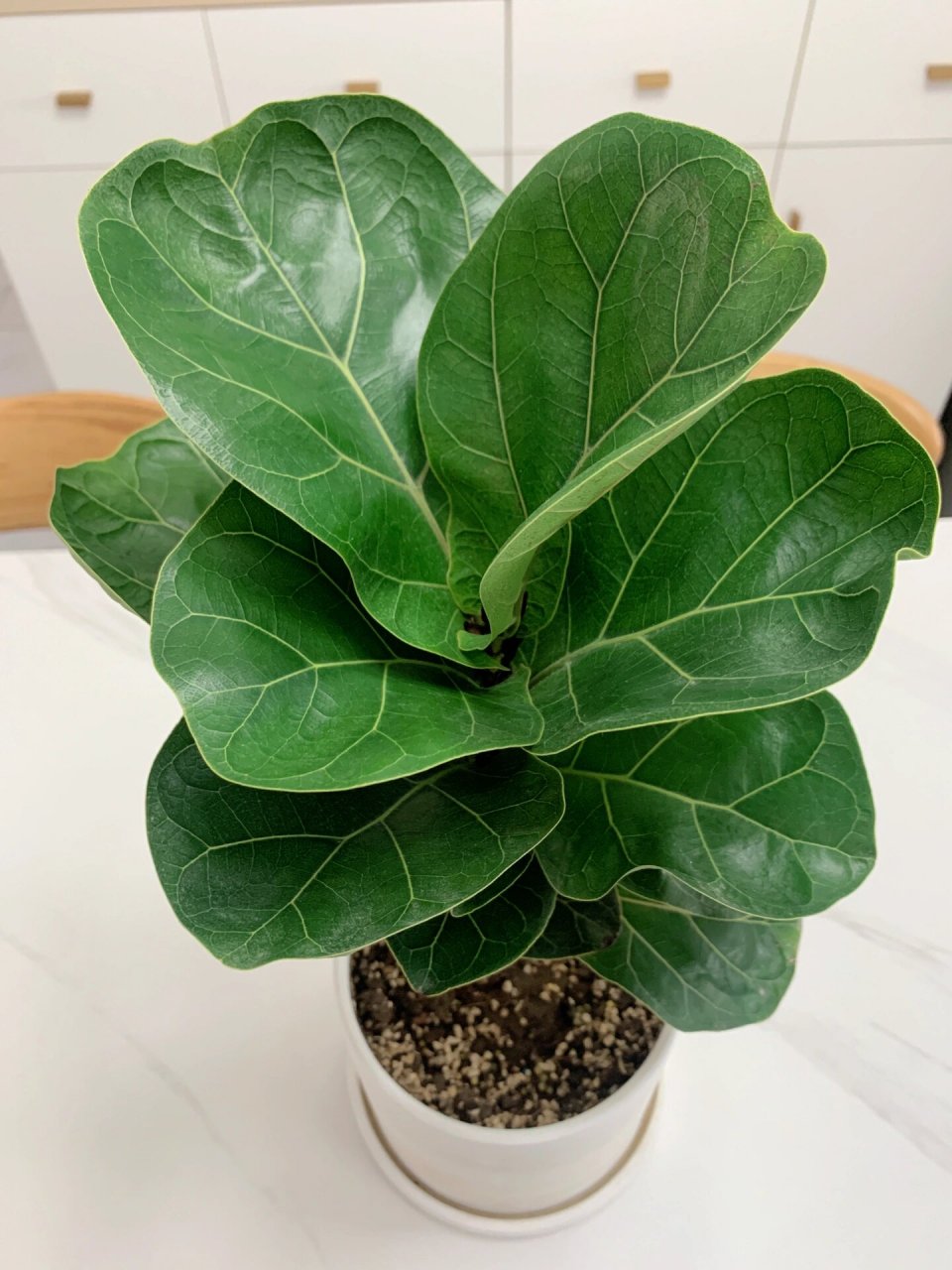 00记录家里100盆植物92琴叶榕 不得不说,琴叶榕只要光照给足,长得