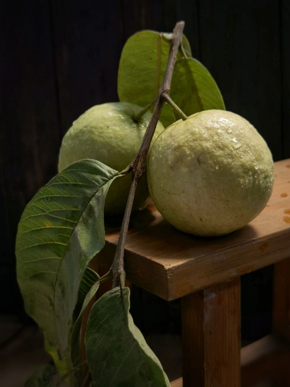 绘画素材|台湾芭乐(番石榴) 番石榴——藏在台湾宝岛人民嬉笑里的美味