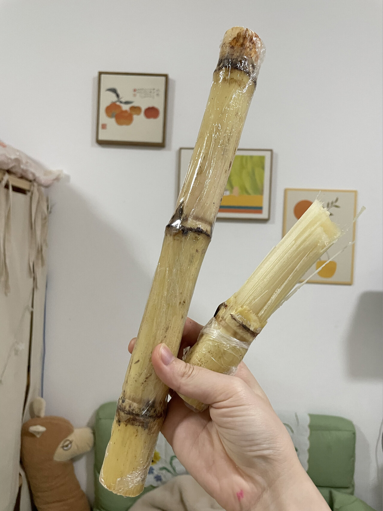 广西白玉甘蔗 第一次吃这品种的甘蔗(广西贵港木格白玉蔗),名字也很