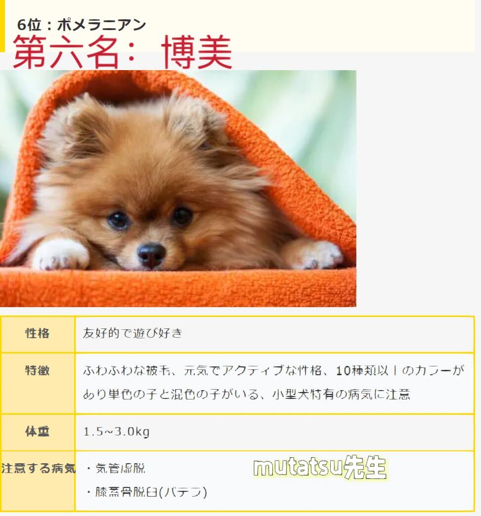 98959569002022日本人气犬排行榜前十名75157515