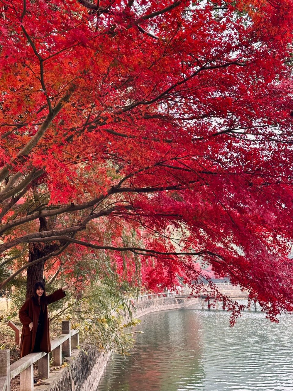 没想到, 在旺山找到了这样一片绝美的湖边枫叶 超大片的枫叶,非常红!