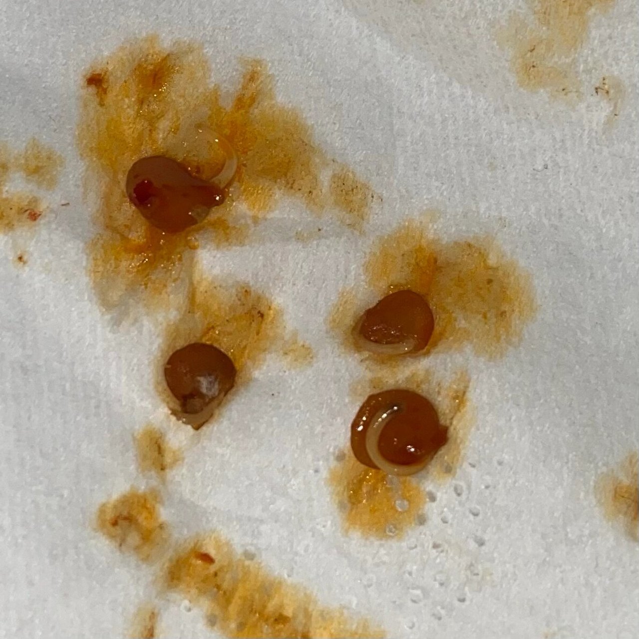 确实是辣椒胚芽!