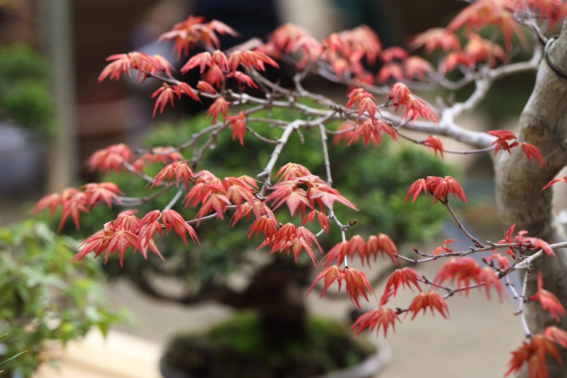 枫树红千鸟 喜欢枫树的飘逸和四季赋予它的色彩,这是我第一棵枫树