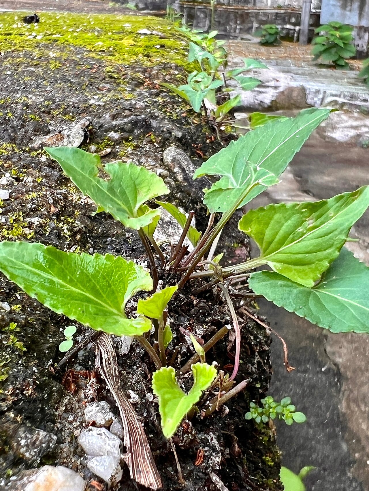 33: 长萼堇菜 长萼堇菜(viola inconspicua bl.