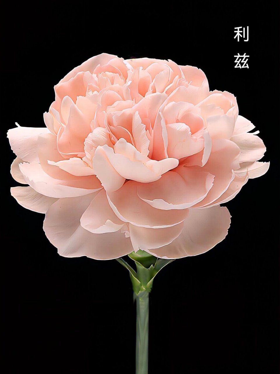 九种稀有花色康乃馨,颠覆你对它的刻板印象 94康乃馨花语:热情,魅力