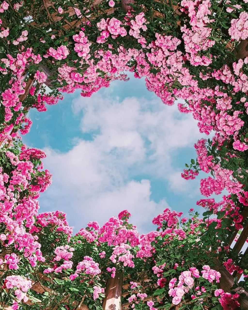 98今天发现路边的蔷薇花居然都打花苞了,感觉再热一点,就要开花啦