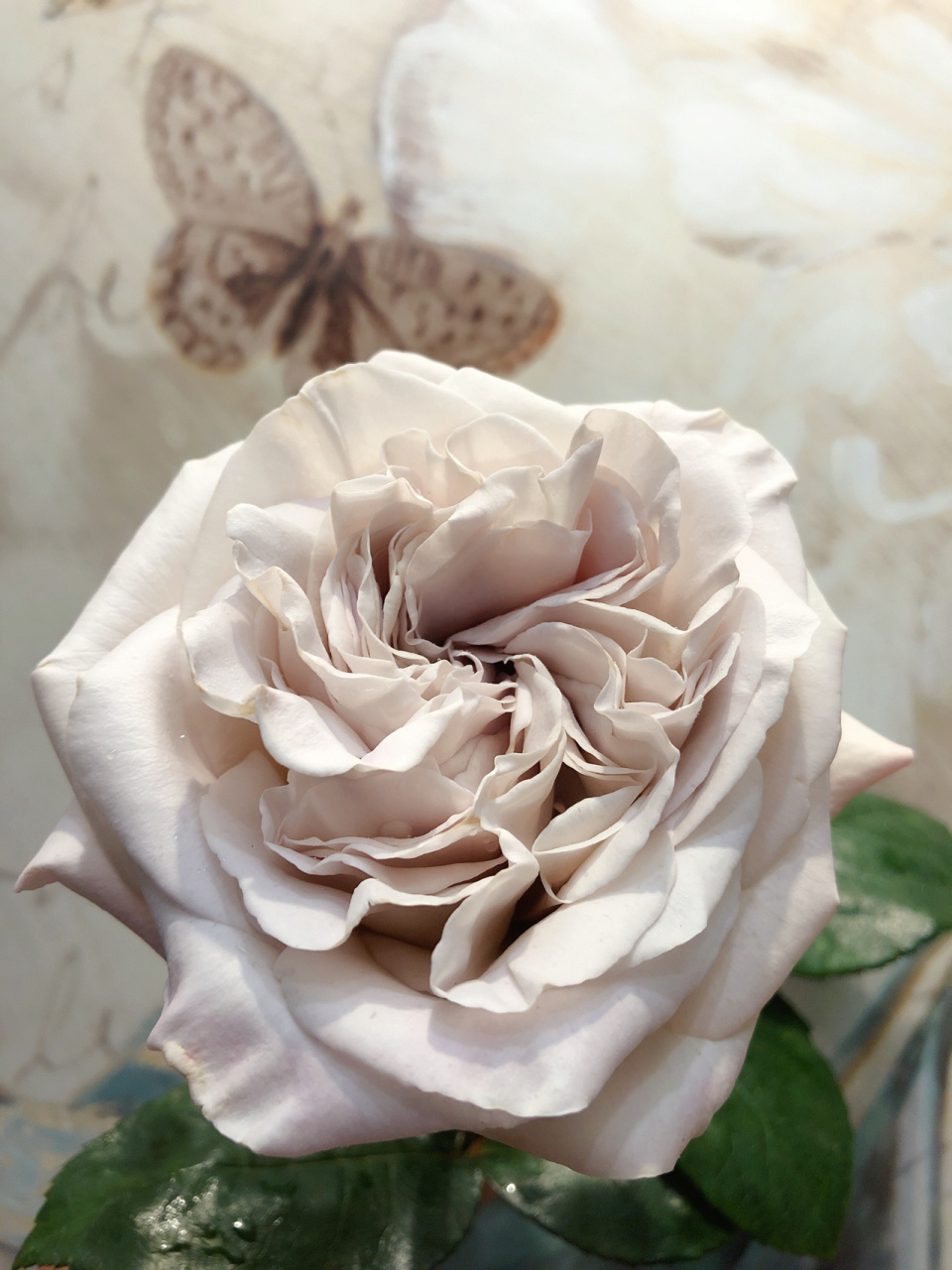 去年初冬买的刚刚嫁接的月季小苗-威斯敏特大教堂,也叫貂蝉,如今苛怂