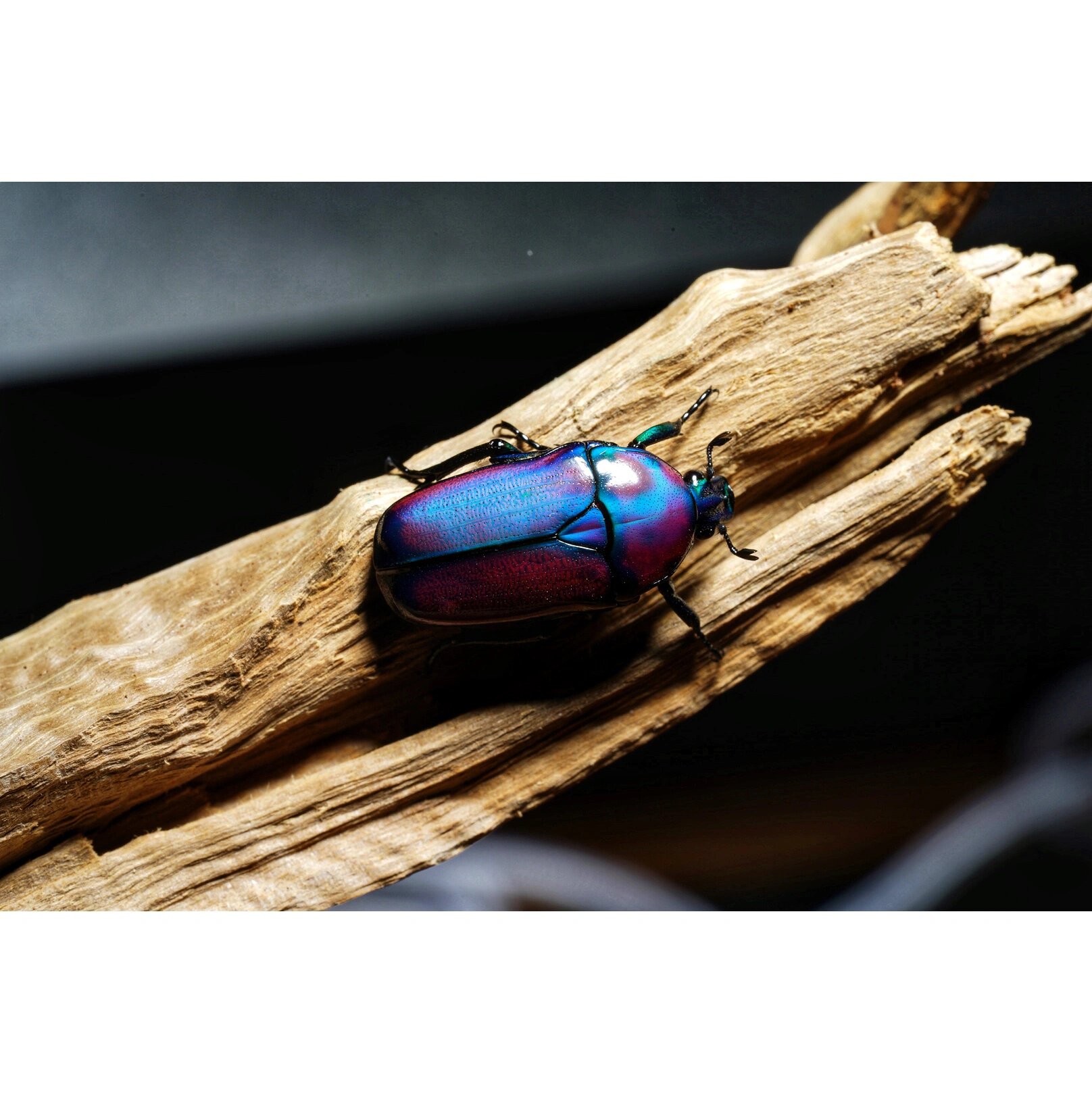 行走的宝石 非洲阔花金龟 国际惯例 艺术照走一波