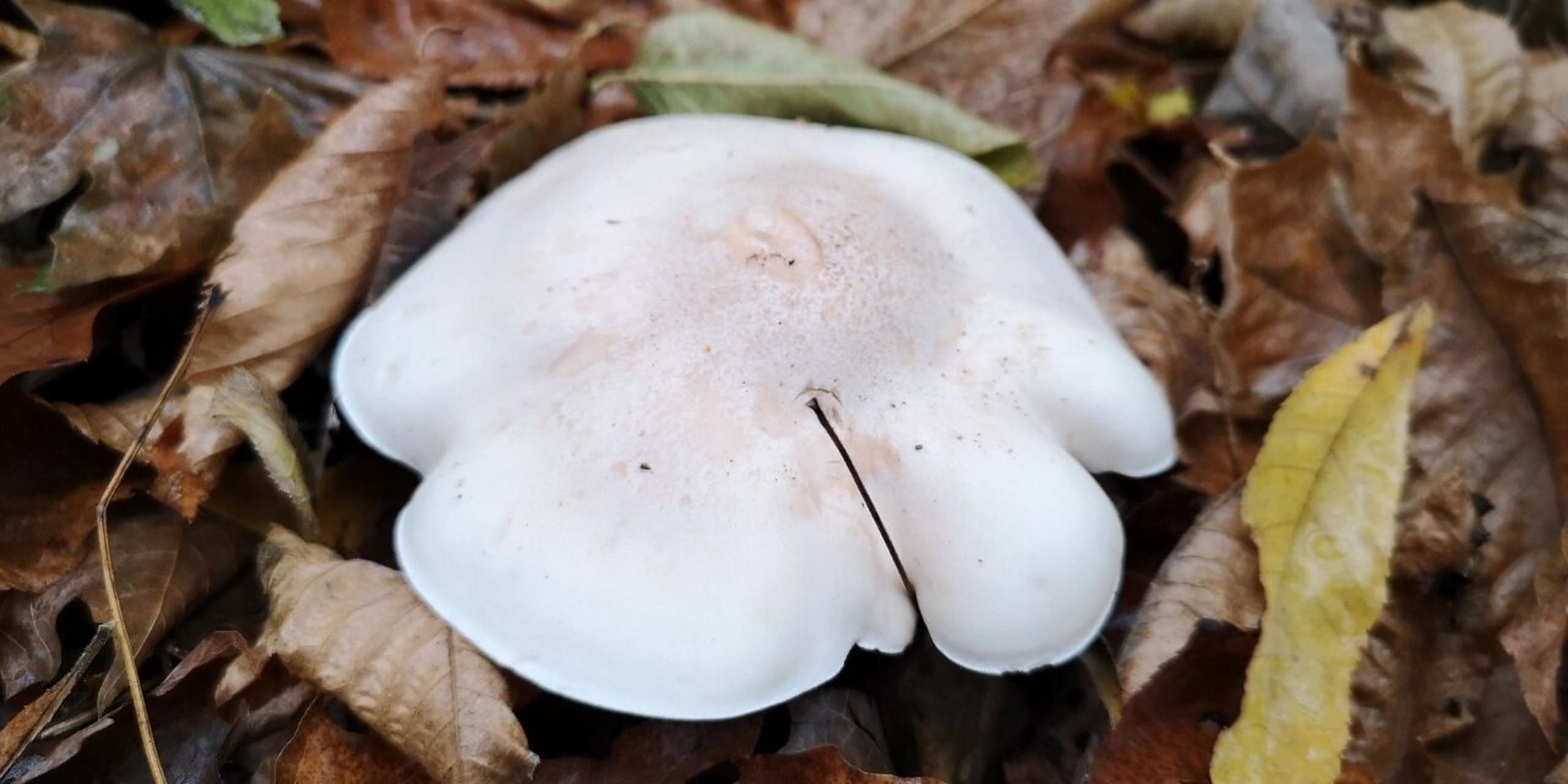 野菌分享篇(七):肉色香蘑 肉色香蘑(lepista irin