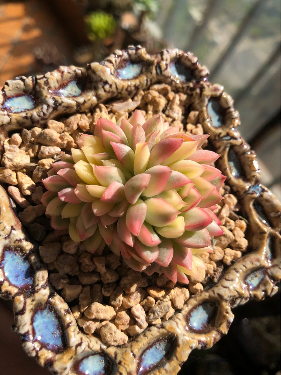 新手养多肉推荐～好养又好看系列94 品名:女雏锦,普货.