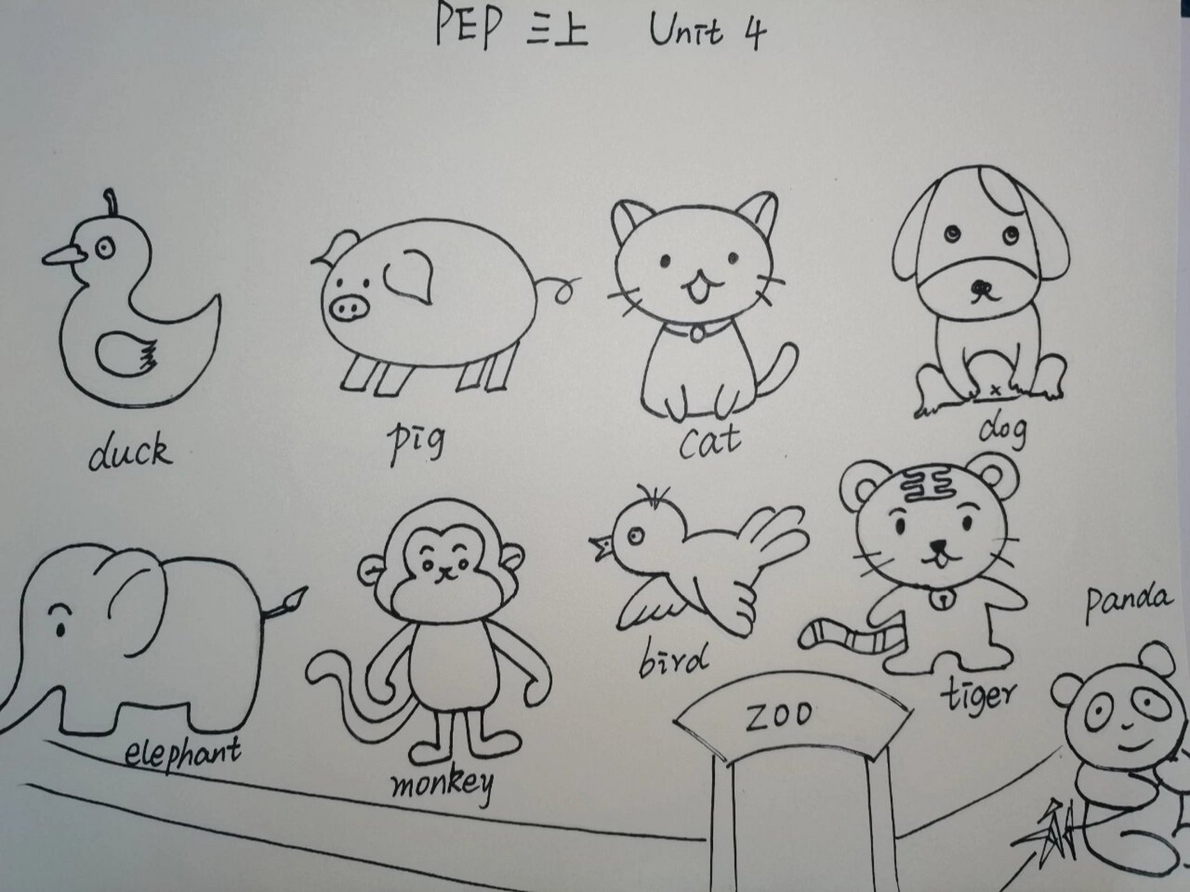 小学pep英语简笔画打卡|三年级上 动物篇