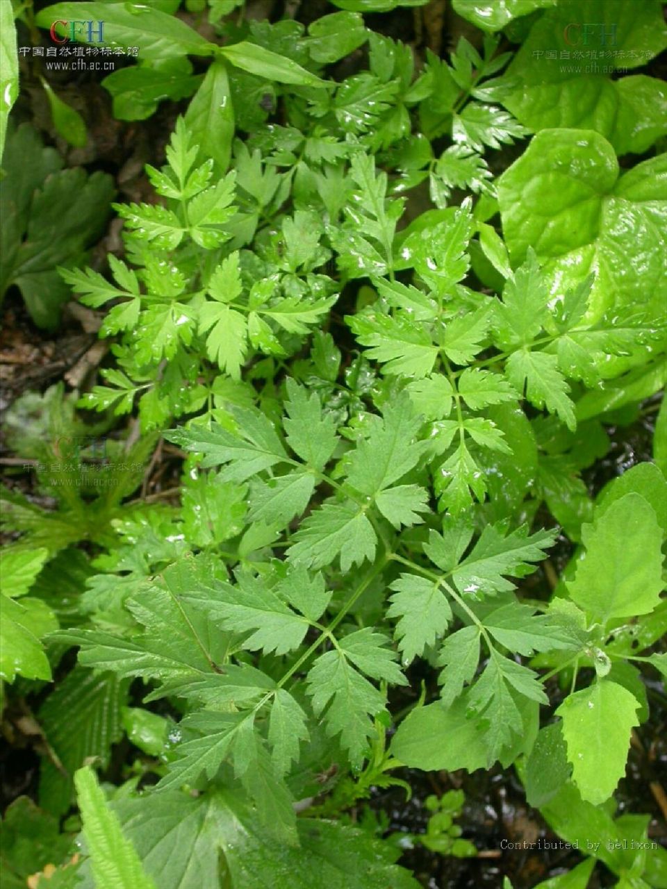 吉林省野菜——东北羊角芹(小叶芹)