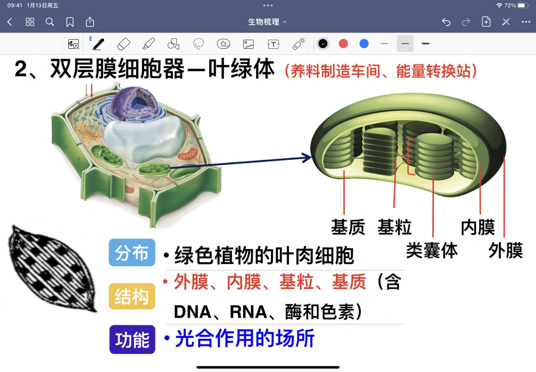 线粒体叶绿体简图区分图片