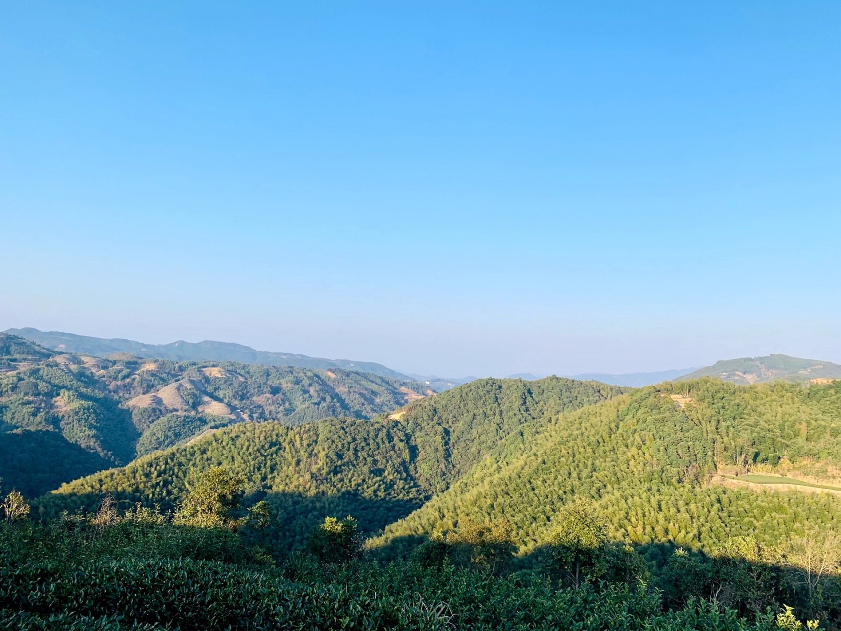 福鼎磻溪大洋山 海拔是真高 空气是真好 茶是真好茶