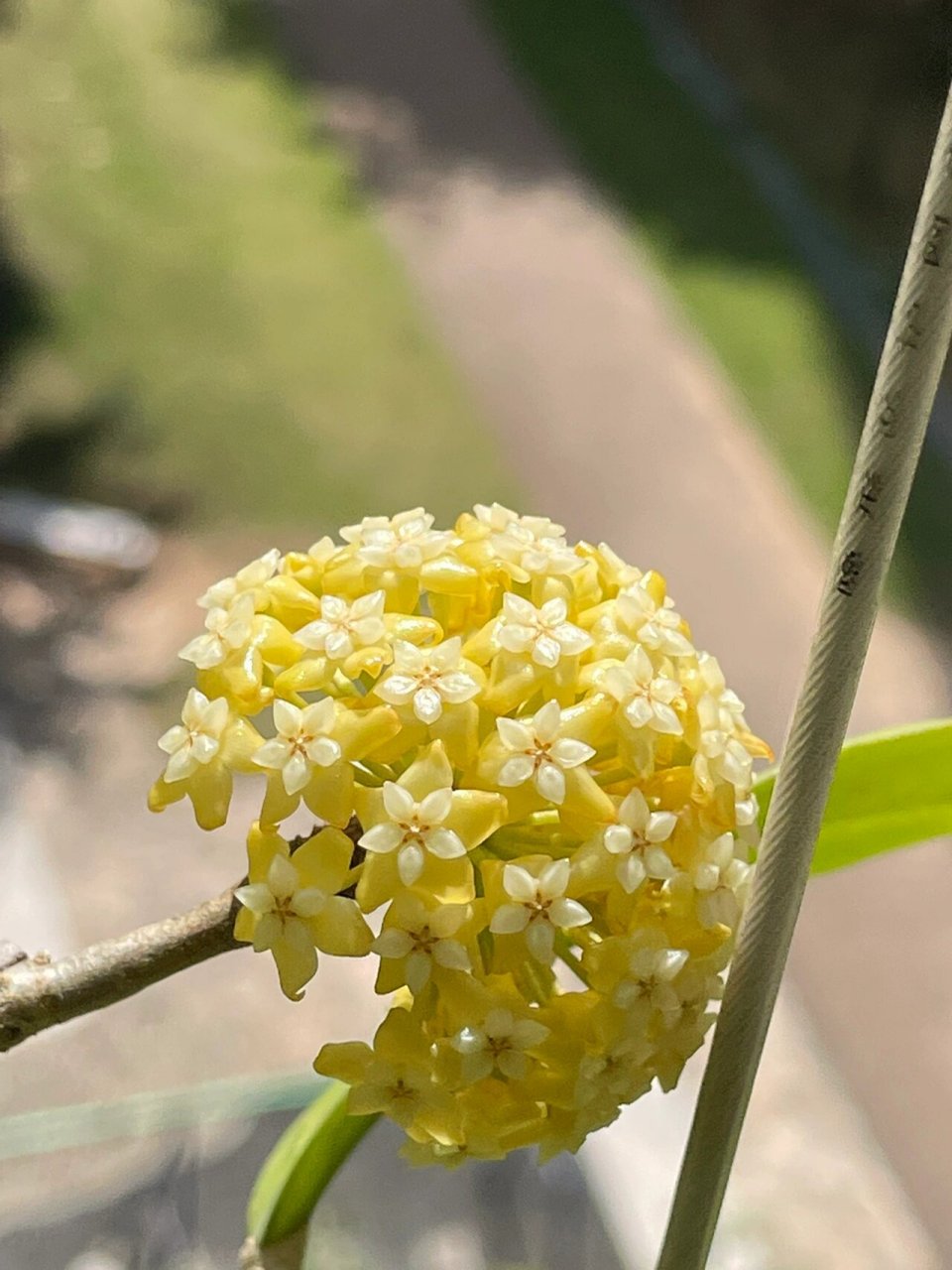 球兰:紫霞仙子越晒越金黄 一个月一次花
