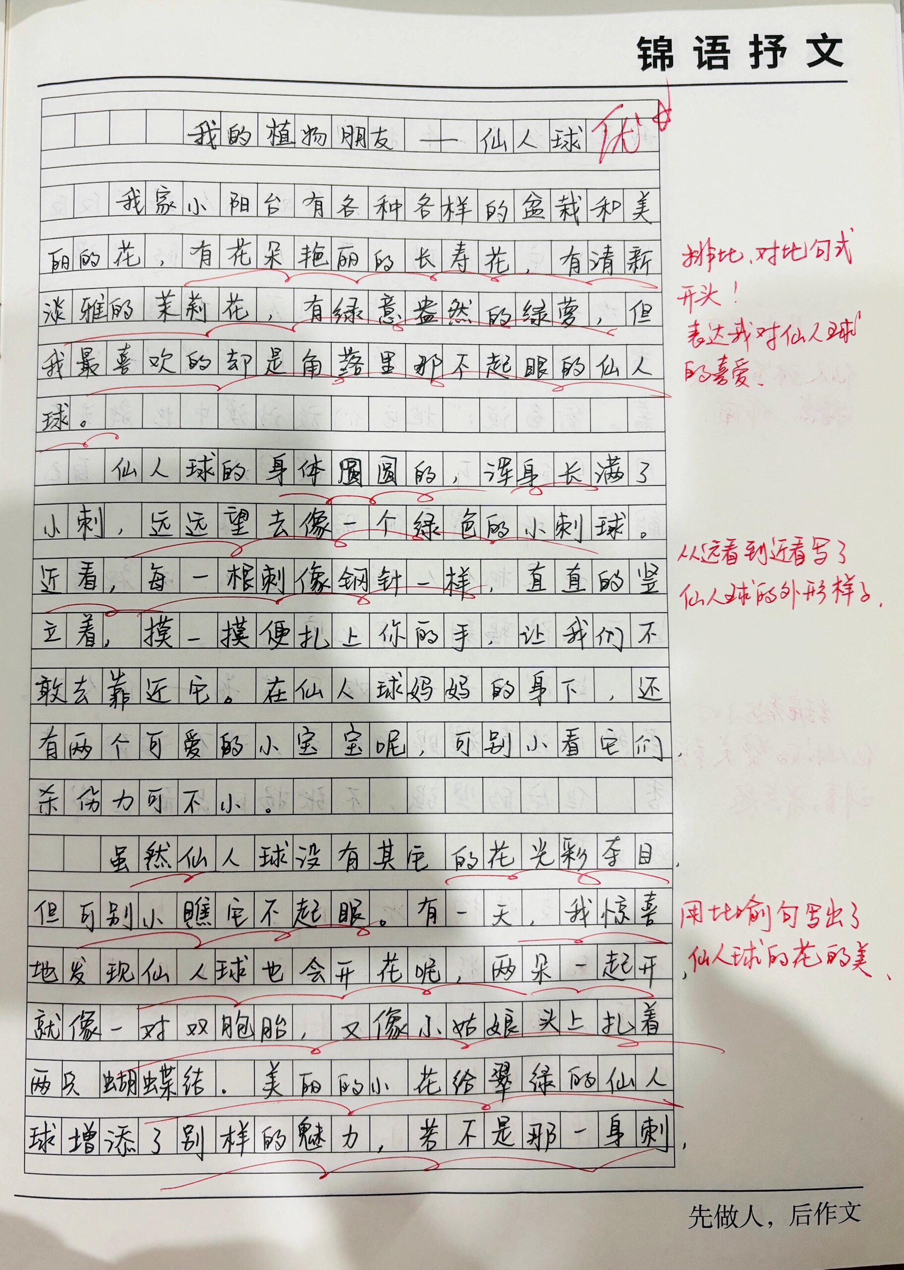 仙人柱作文图片