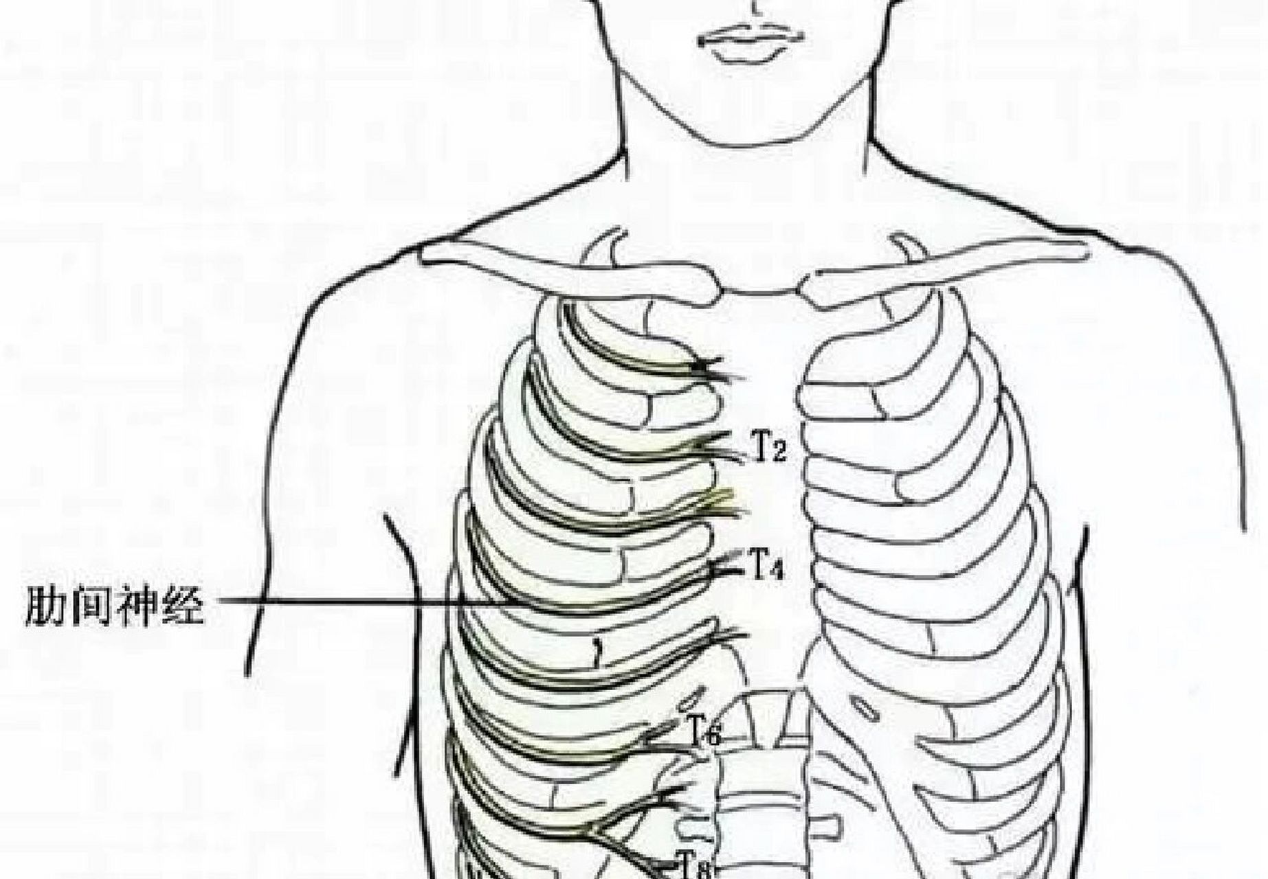 胸胁疼痛位置示意图图片