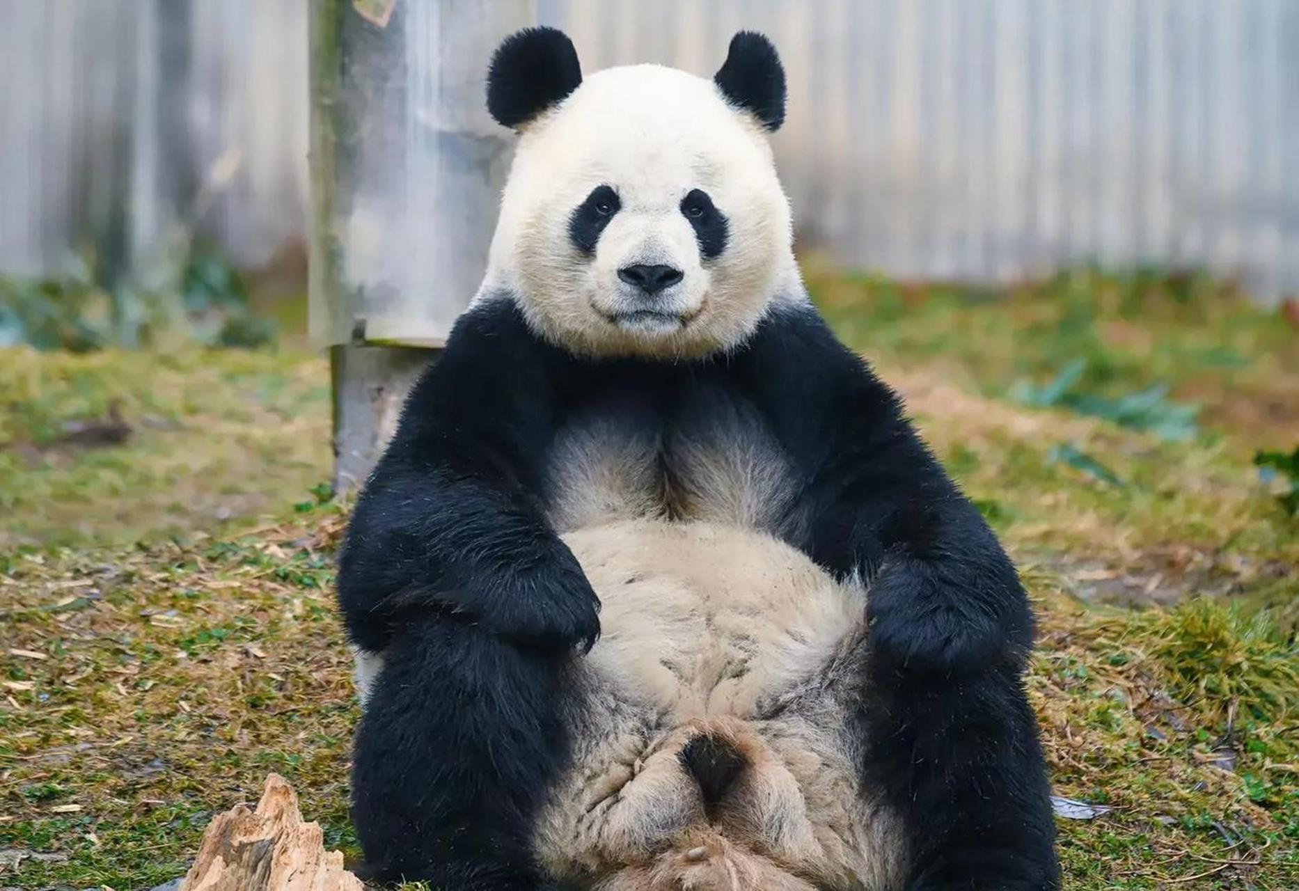 原来大熊猫爱宝在认识乐宝之前,它有个青梅竹马,叫做华阳.