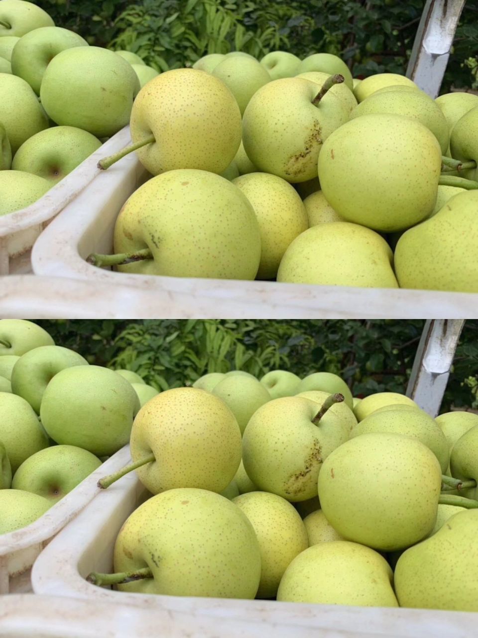 98砀山梨,安徽"四大"著名的特产之一60 来自砀山梨都的正宗94