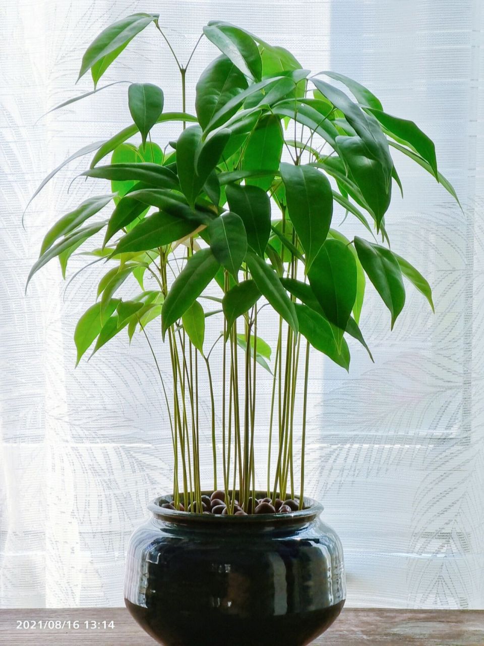 荔枝种子盆栽再续～～ 小伙伴喜欢的这盆荔枝,终于长大成"人"了,也有