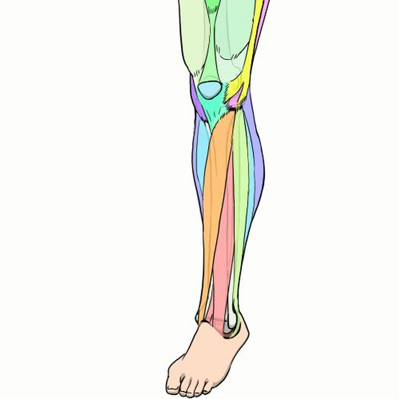 膝关节屈曲90度图解图片