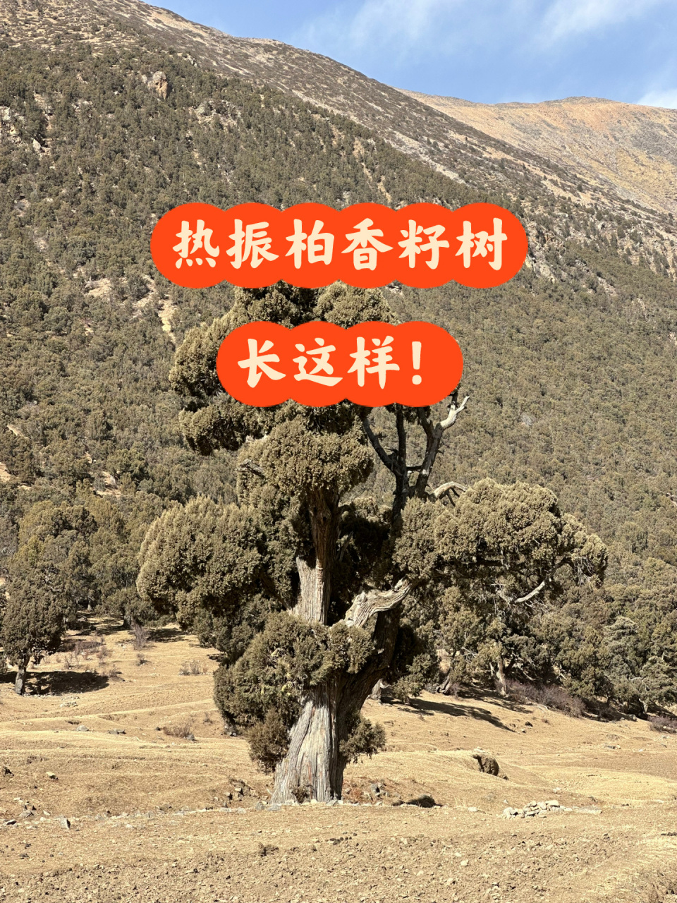 热振寺的柏香树,到底长什么样?实地揭秘!