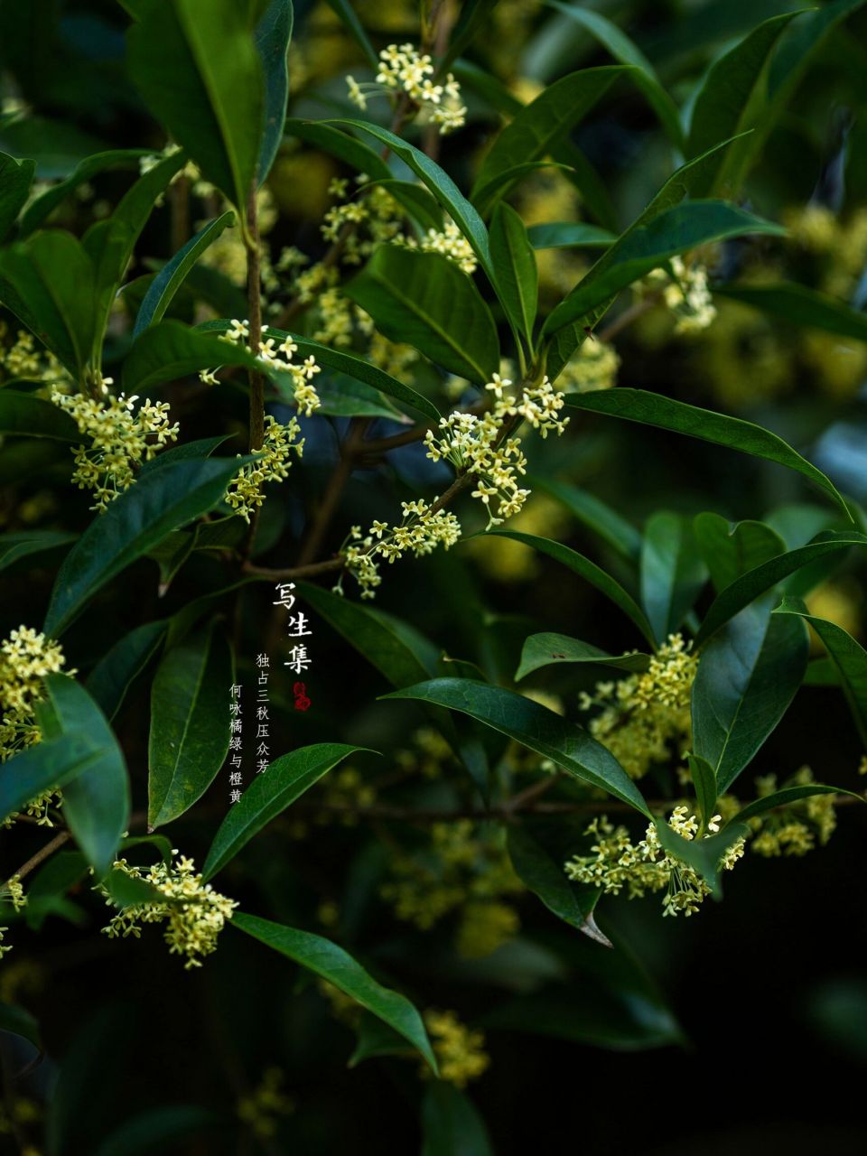 绿玲珑桂花开花图片