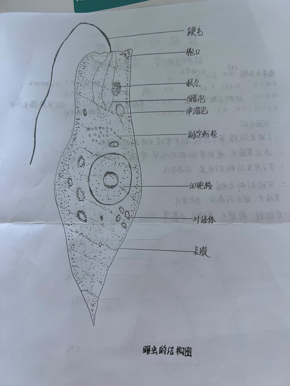 动物细胞图手绘图图片