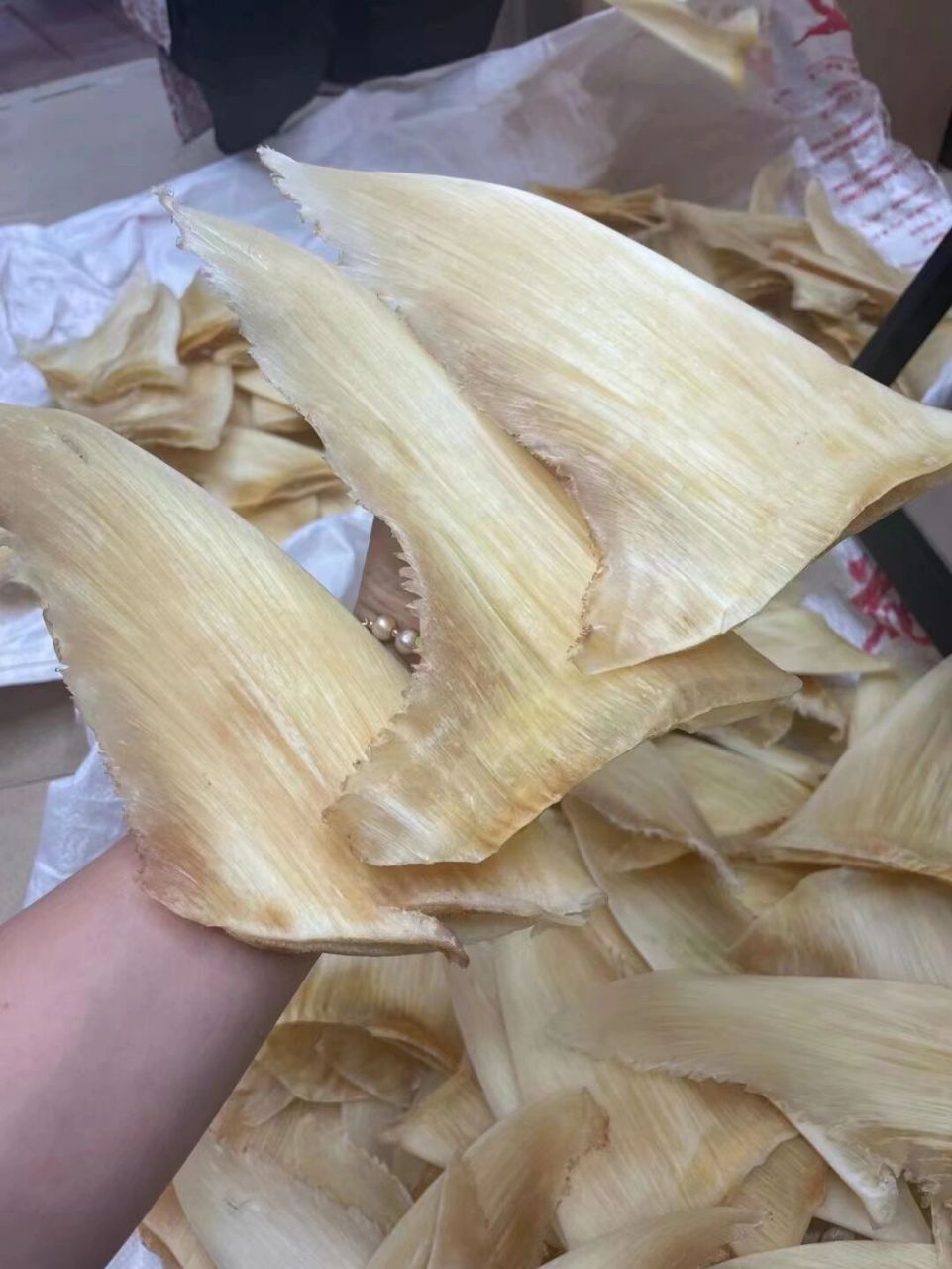 鱼翅 12寸大金钩鱼翅超级足干,翅最粗的一款大春勾秒杀市面上所有的