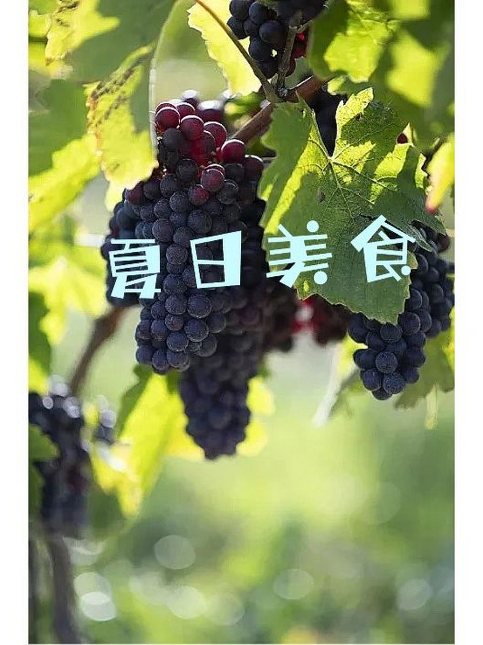 究竟:葡萄是热性还是凉性?怎么吃最健康?