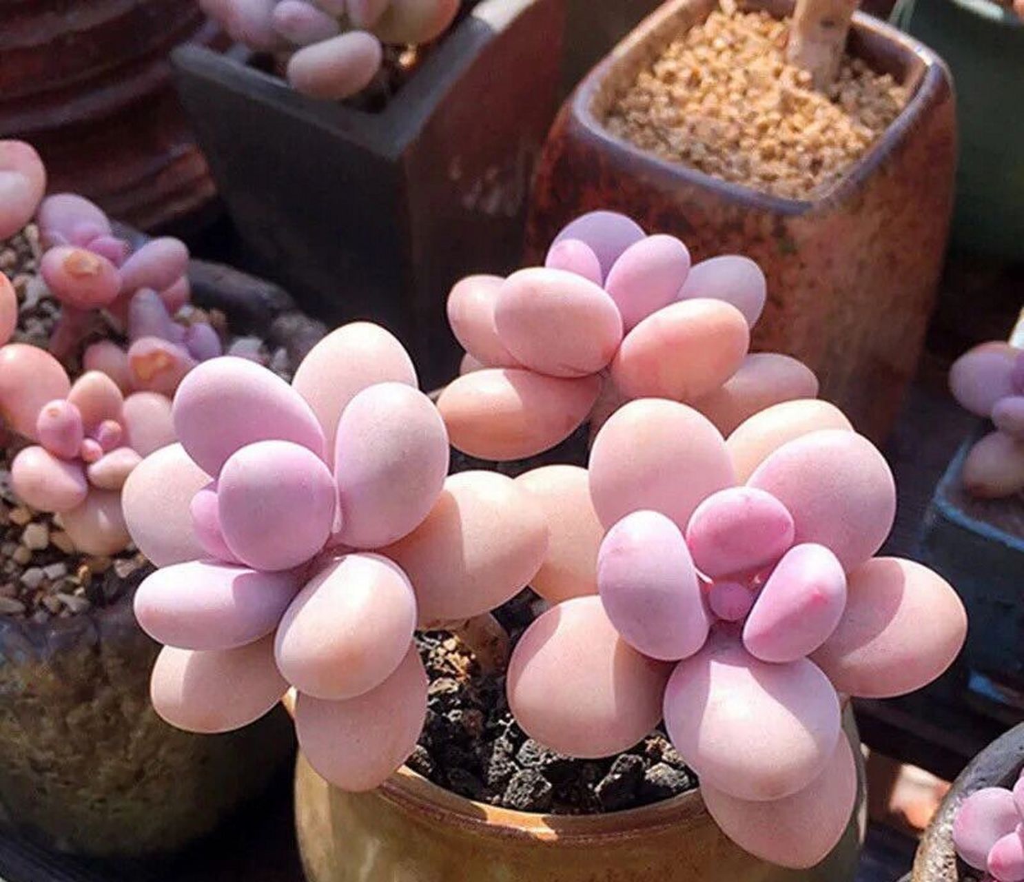 每天认识一种多肉第一篇~桃蛋9904 多肉植物中桃蛋是非常可爱的