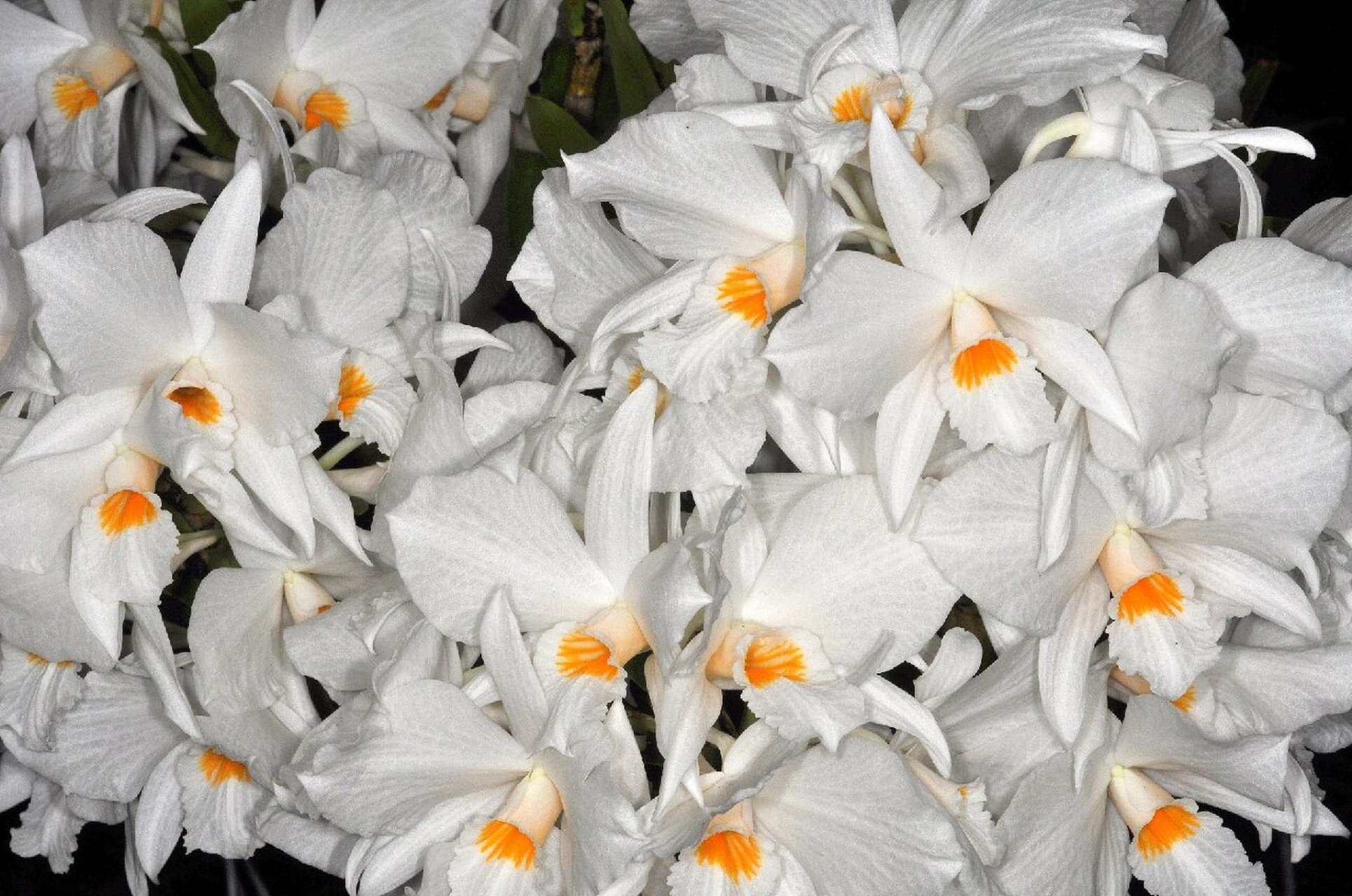 高山石斛 14,dendrobium infundibulum高山石斛,产地:中国,印度