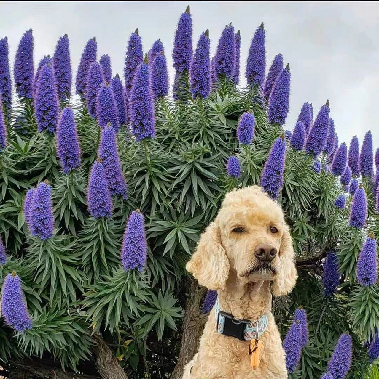 光亮蓝蓟,花丛瞩目,高级花镜c位植物 令人惊叹的巨大紫色花,会发光的