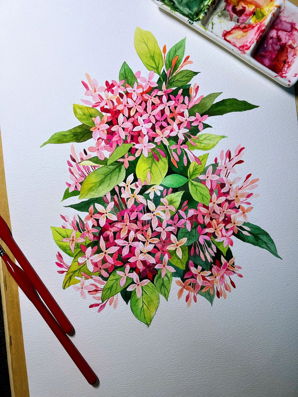 水彩花卉写生练习·龙船花(小碎花画法) 今日份分享一下小碎花的一个