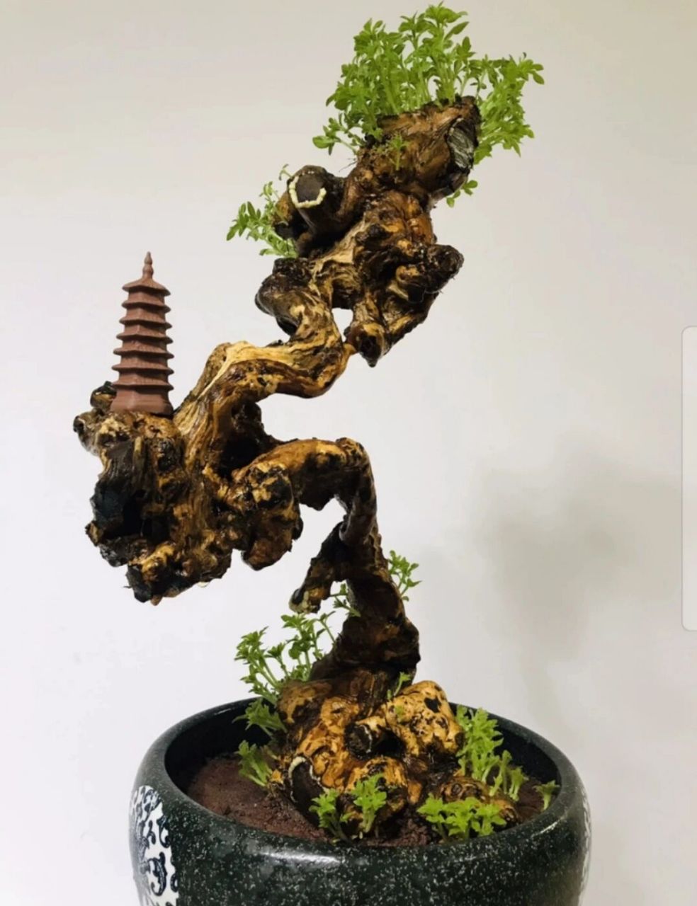 黄荆 黄荆盆景舍利镂空碳化老桩,尺寸大小见图,高度51厘米盆土上,根盘