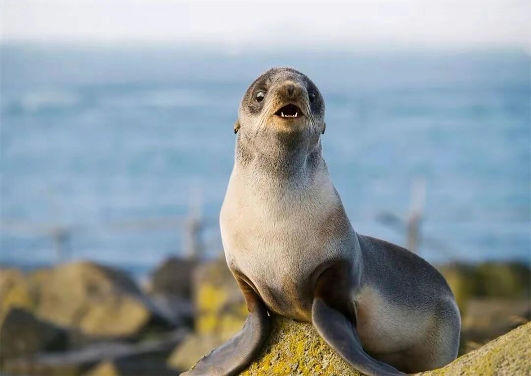 海狗←憨态可掬 简单介绍下