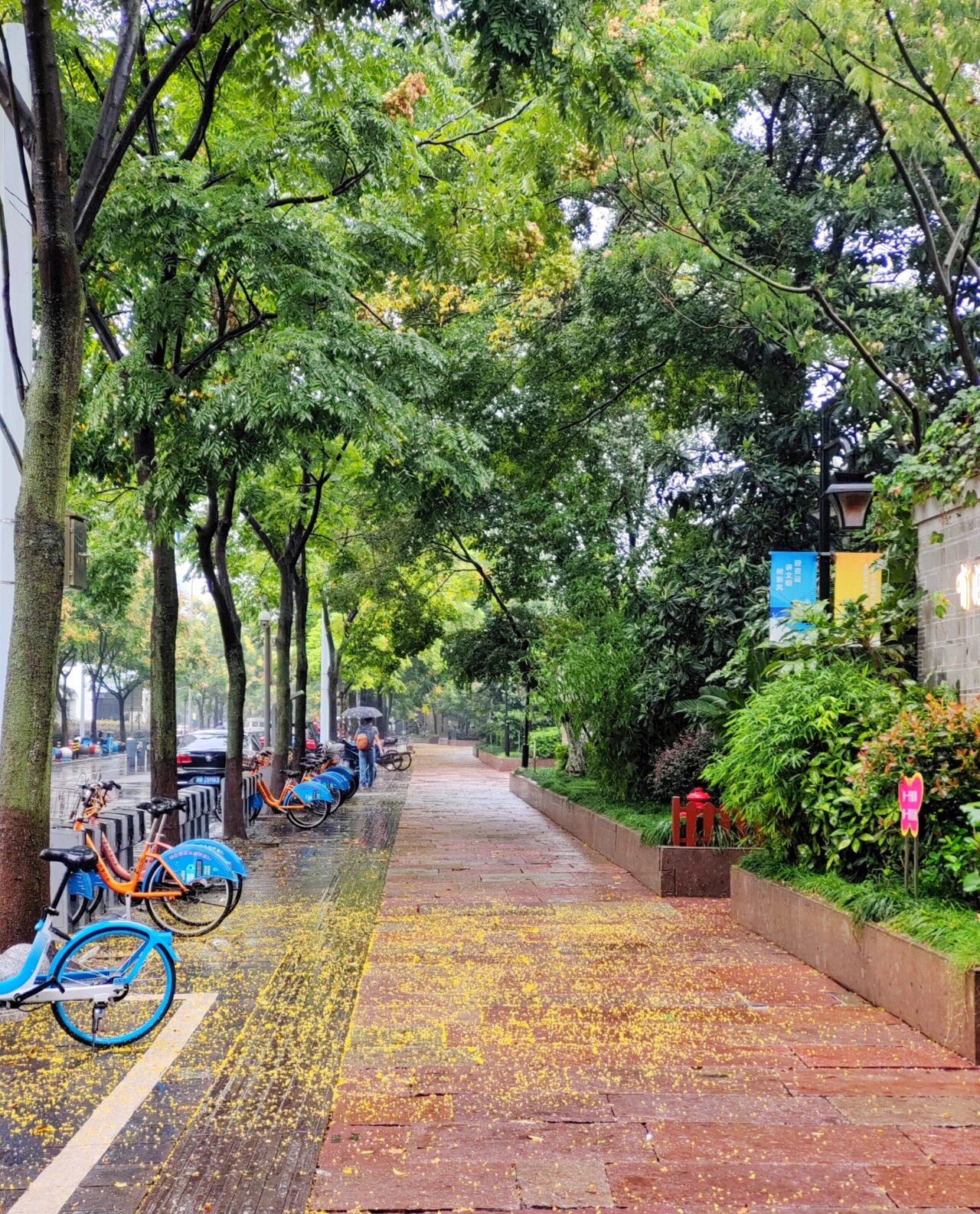 雨后复羽叶栾树落叶布满街面