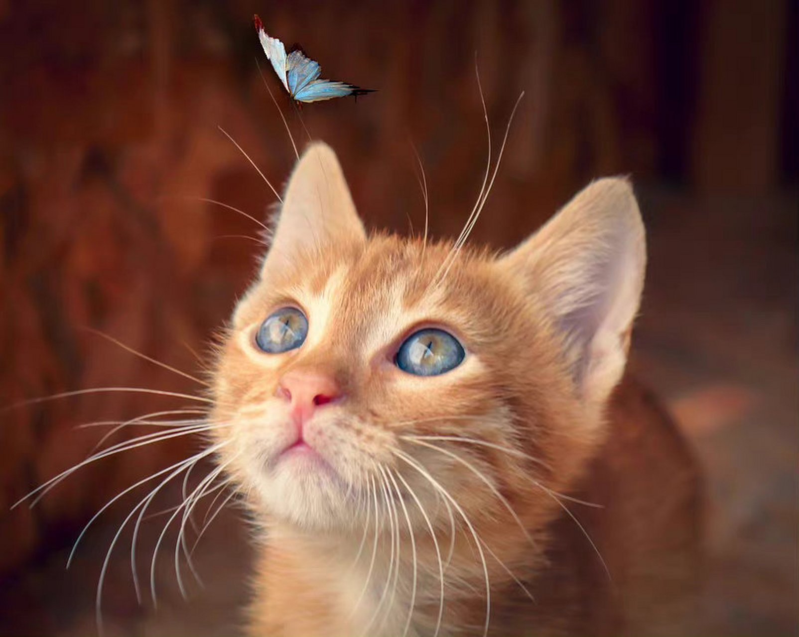 猫咪:"蝴蝶,你真漂亮."#动物趣图