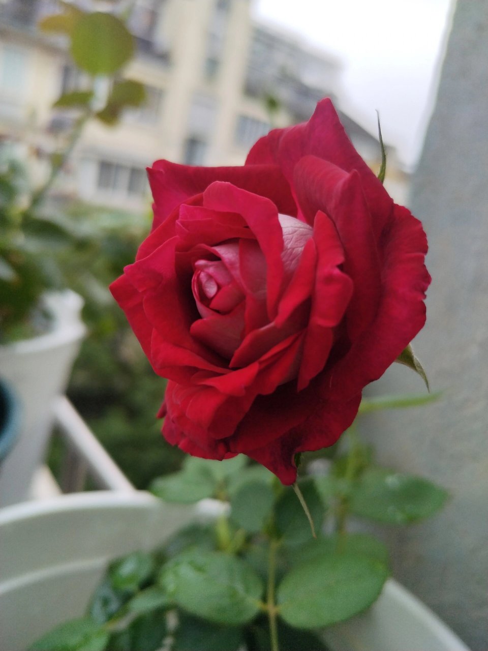 莫妮卡61贝鲁奇 | 月季 这是一款以意大利影星莫妮卡61贝鲁奇命名