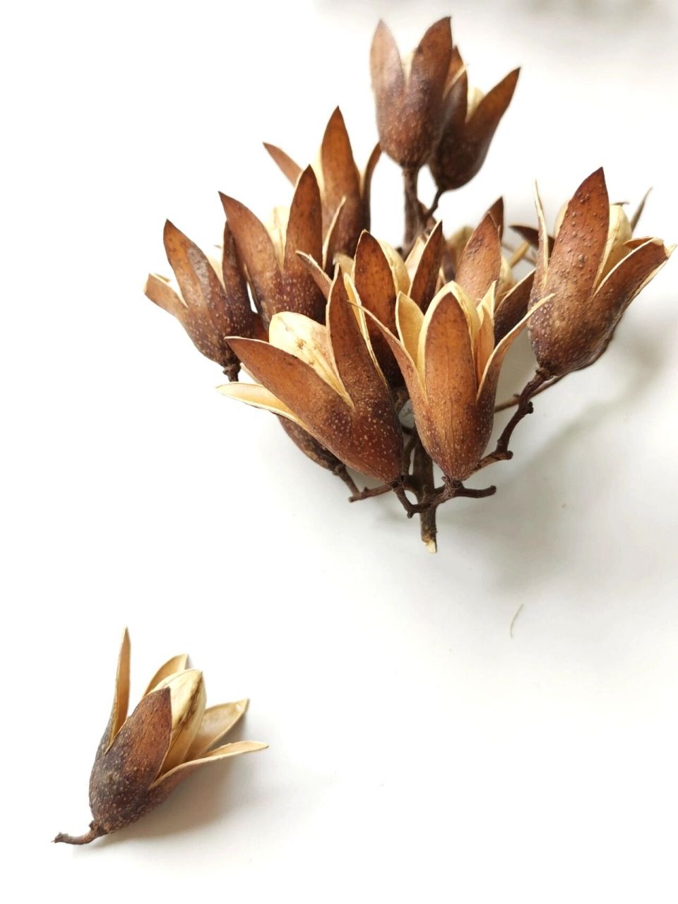 植物分享|奇异种子(18) 中文学名:香椿子 别名:椿树子,香椿铃,香铃子